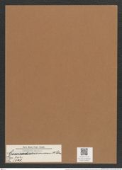 Coscinodiscus convexus A. Schm. (de-Toni-Nr.: Genus 202, Species 5041) Zeichnungen Sammlung Grunow Mappe 04845 (Herbarium_W_Grunow_drawings_Folder_04845)